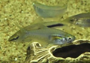  <i>Prionobrama</i> sp. プリオノブラマ sp. ペルー