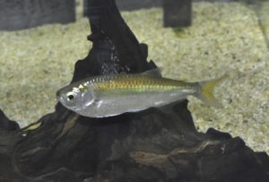 <i>Triportheus albus</i> Cope, 1872 イエロテールエロンゲートハチェット