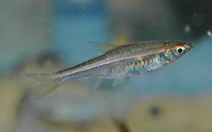 <i>Trigonopoma pauciperforatum</i> (Weber & de Beaufort, 1916) レッドラインラスボラ