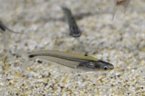 <i>Pseudeutropius moolenburghae</i> Weber & de Beaufort, 1913 スマトラストライプグラスキャット