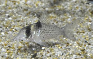 <i>Brochis crimmeni </i>(Grant 1997) コリドラス：ブロキス・クリムメニ