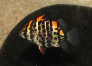 <i>Scatophagus argus</i> (Linnaeus, 1766) レッドスキャット