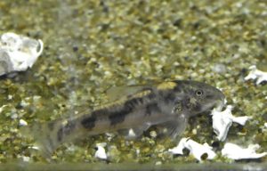 アスピドラス・キリリ