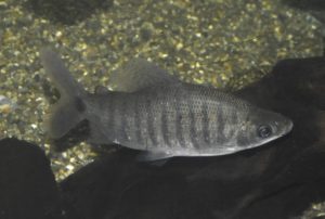 <i>Distichodus rufigiensis</i> Norman, 1922 ディスチコドゥス・ルフィギエンシス