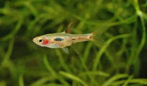 <i>Boraras merah</i> (Kottelat, 1991) ボララス・メラ―