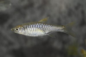 <i>Rasbora vulcanus</i>  Tan, 1999 ラスボラ・ヴルカヌス