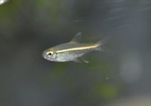 グリーンラインテトラ