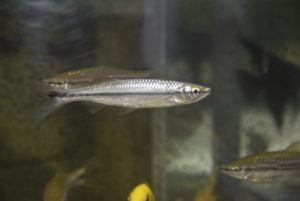 <i>Luciosoma bleekeri</i> Steindachner, 1878 ルシオソマ・ブリーケリ