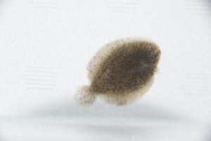 <i>Hypoclinemus mentalis</i> (Günther, 1862) 南米カレイ