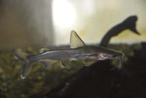 <i>Cryptarius truncatus</i> (Valenciennes, 1840) アジアンゴールデンシャークキャット