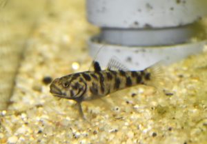 <i>Mugilogobius adeia</i> Larson & Kottelat, 1992 マタノタイガーゴビー