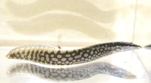 タイアトラックスパイニール