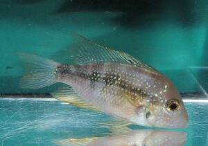 <i>Geophagus</i> sp. ゲオファグス sp. (アルトシヌ)