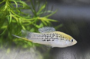 Xiphophorus nezahualcoyotl Rauchenberger, Kallman & Morizot, 1990 ジフォフォルス・ネサウアルコヨトル