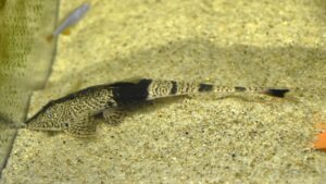 カメレオンロリカリア