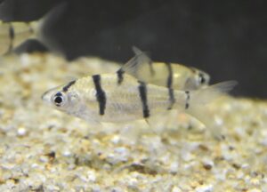 <i>Systomus endecanalis</i> (Roberts, 1989) シストムス・エンデカナリス