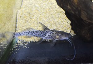 <i>Aguarunichthys torosus</i> Stewart, 1986 レオパードキャット