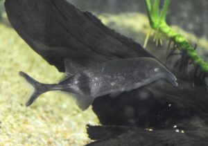 カンピロモルミルス・リンコポルス