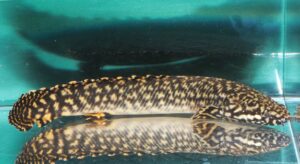 <i>Polypterus ornatipinnis</i> Boulenger, 1902 ポリプテルス・オルナチピンニス