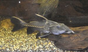 オキシドラス・ニゲル