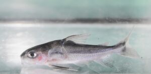 <i>Trachydiras</i> sp. トラキドラス sp. （ペルー）