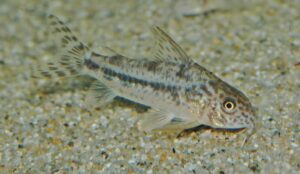 ホプリソマ・ディフィエス