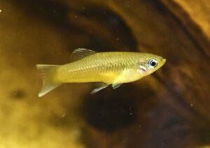 プリアペラ・インターメディア