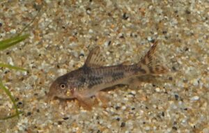 <i>Hoplisoma froehlichi</i> (Tencatt, Britto & Pavanelli 2016) ホプリソマ・フロエリキ