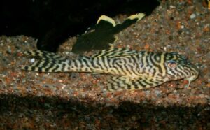 <i>Hypancistrus seideli</i> Sousa, Sousa, Oliveira, Sabaj Pérez, Zuanon & Rapp Py-Daniel, 2025 キングタイガー（キングロイヤル）ペコルティア