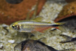 <i>Hyphessobrycon vinaceus</i> Bertaco, Malabarba & Dergam, 2007 ローズフィンチテトラ（ミナス）