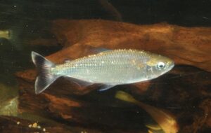 ブリコン・ペス