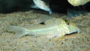 <i>Corydoras</i> sp. コリドラス sp. ニュークリスチーナ