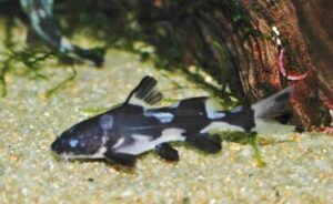 マーブルランサー