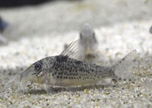 <i>Corydoras</i> sp. コリドラス sp. ベントノーズキンチャン