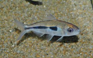 <i>Bryconaethiops boulengeri</i> Pellegrin, 1900 ボーレンゲリーテトラ