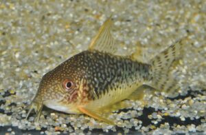 コリドラス：ブロキス sp. ファインスポットゴッセイ