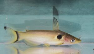 ホラバグルス・ブラキソマ