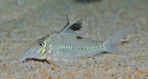 コリドラス sp. クリスチーナ