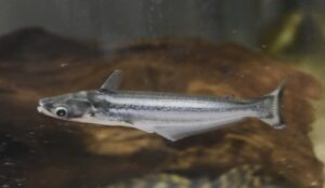 アウケニプテルス・ヌカリス