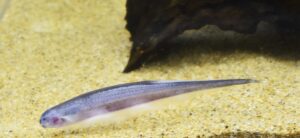 ソクラテスナイフ