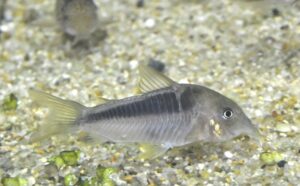 <i>Osteogaster oharai</i> Tencatt, Carvalho, Silva & Britto 2025 コリドラス：オステオガステル・オハライ