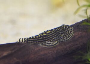 クロコダイルプレコ