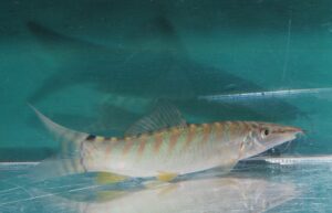 ボーシャ・ヘロデス