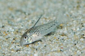 コリドラス：ホプリソマ・ブレーイ