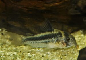  コリドラス：ホプリソマ sp. ブロードバンドアクセルロディ