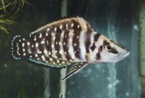 アルトランプロログス・カルヴス