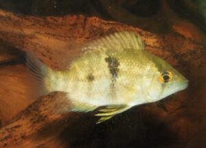 カクエタイア・ミエルシ