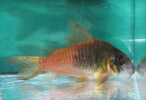 コリドラス：ホプリソマ sp. ビーコンコロール