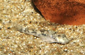 ピットプルプレコ