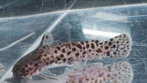 オトロンゴキャット